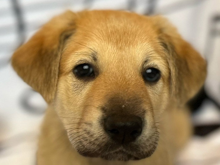 chinook puppy